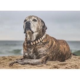 Handmade Seashell Dog Collar, Fasionable Natural Novility Origional Coastal Beach Cute Dog Collar Pet Necklace Cool Pet Collar