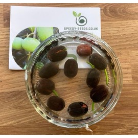 Generic Lotus Nelumbo Nucifera 10+ Seeds