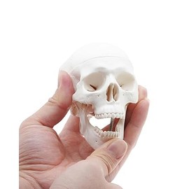 Mini Skull Anatomy Model for Studying - Human Skull Model, Small Plastic Head Bones for Artists Drawing - ZDOTOM Anatomy Skull Model