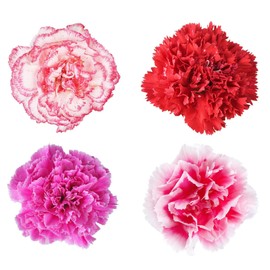 Lillipot Mix Carnation ~50 Seeds – Treated – Dianthus caryophyllus – Dwarf 9-12" Plants with 2" Bi-Color Blooms – Indoor/Outdoor – Annual/Perennial Zones 9-10 – ~154-175 Days to Bloom