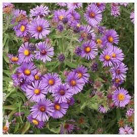 Everwilde Farms - 1 Oz New England Aster Native Wildflower Seeds - Gold Vault