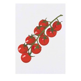 'Vine Tomatoes' Temporary Tattoo - Water Resistant, Skin-Safe, Non-Toxic Transfer (TO00085219)