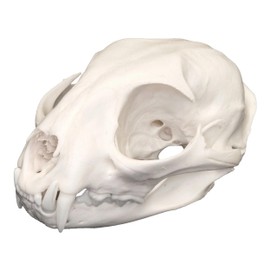 Real Bobcat Skull - Perfect