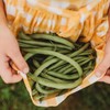 Contender Bush Green Bean - 50 Seeds - Easy &