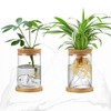 Plant Propagation Station with Mountain-Shaped Bottom - 2Pcs Hydroponic Glass