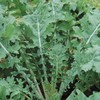 2000 White Russian Kale Seeds for Planting Heirloom Non GMO