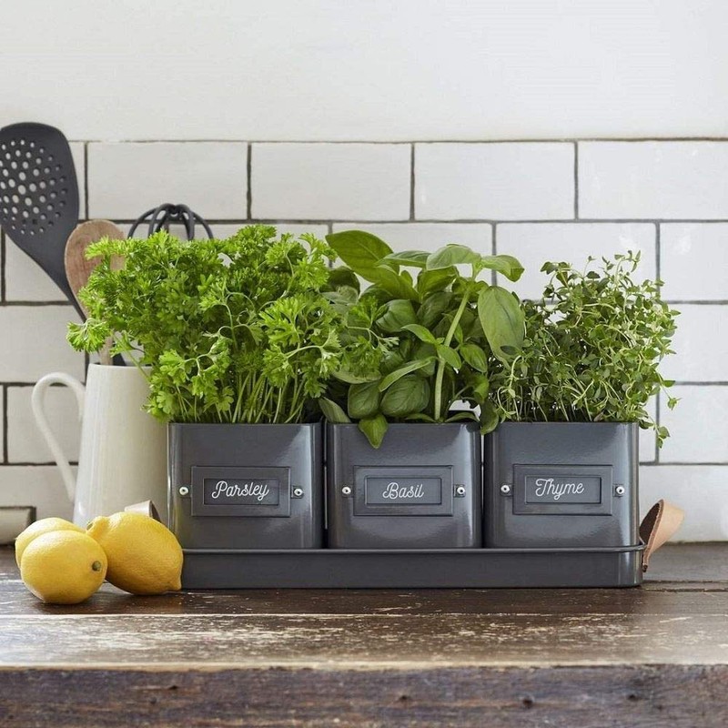 Three Herb Pots in a Tray by Burgon & Ball