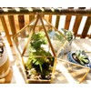 ELEGANTLIFE Glass Geometric Plant Terrarium,Succulent & Air Planter for Home