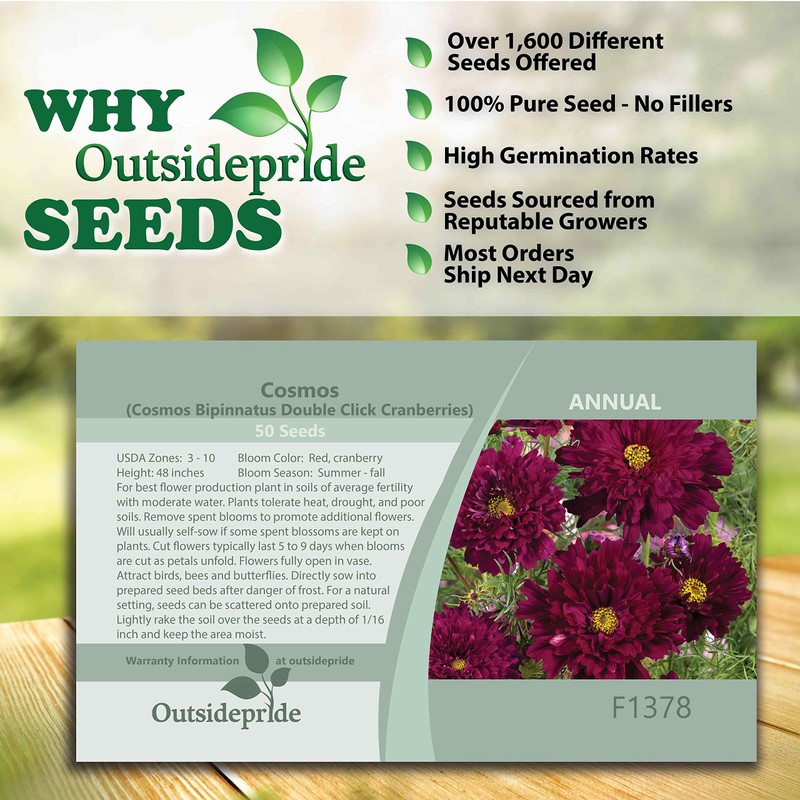 Outsidepride 50 Seeds Annual Cosmos Bipannatus Double Click Cranberries Cut