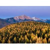 Beardragon Larch (Larix mixed variety, 20 seeds Alaska Wild Harvested