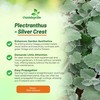 Outsidepride Silver Crest Plectranthus Seeds - 10 Pcs Perennial, Shade-Adapted,