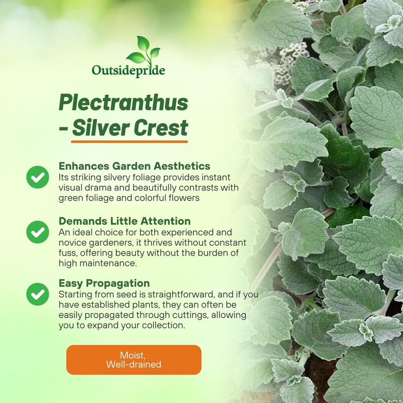 Outsidepride Silver Crest Plectranthus Seeds - 10 Pcs Perennial, Shade-Adapted,