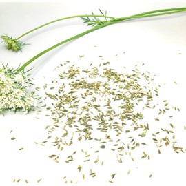 Gourmetia Cumin Cumin Whole 200 g, Cumin Seeds from Traditional Cultivation - 100% Natural - Cumin Tea