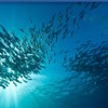 Ultra-low molecule fish collagen collagen nutritional supplement skin nutrition /