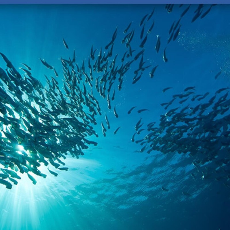 Ultra-low molecule fish collagen collagen nutritional supplement skin nutrition /