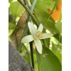 Home-Growth Orange Fruit - 12 Seeds 2025 - USA seller