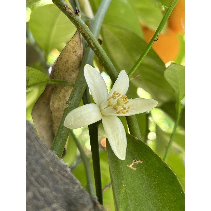 Home-Growth Orange Fruit - 12 Seeds 2025 - USA seller