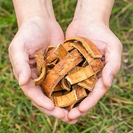 국산 벚나무껍질 (화피 앵피) 200g 말린 건조 건 약초 차 한방 국내산 Domestic Cherry Tree Bark (Hwaphi Engpi) 200g Dried Herbal Tea Korean Grown