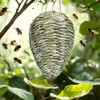 2 Pack Woven Reed Crochet Wasp Nest Decoy,Evergreen Garden Wasp
