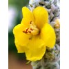 MULLEIN SEED * ORNAMENTAL PLANT * FLOWERING * MEDICINAL *