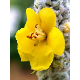 MULLEIN SEED * ORNAMENTAL PLANT * FLOWERING * MEDICINAL *