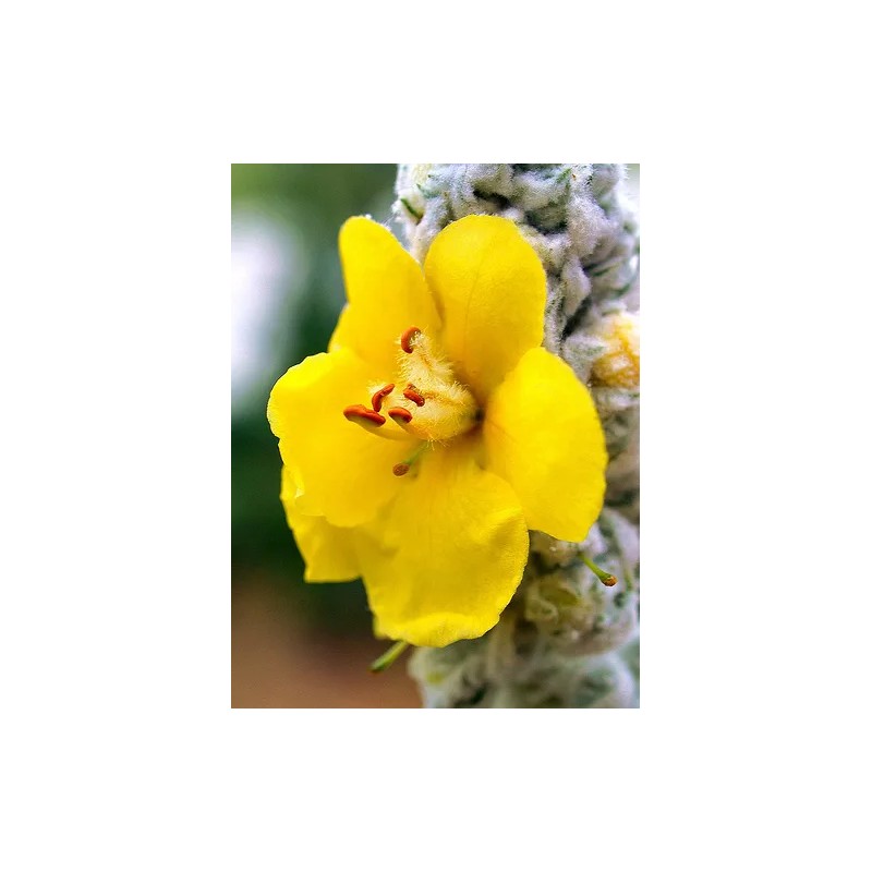 MULLEIN SEED * ORNAMENTAL PLANT * FLOWERING * MEDICINAL *