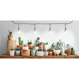 Miracle LED Greenhouse in a Box Designer Line Indoor Grow Kit - Includes 4 Absolute Daylight Full Spectrum 100W Replacement Grow Bulbs, 1 4-Socket Braided Plug-in Fixture with Timer (8-Pack)