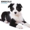 Border Collie Calendar 2025 Modern