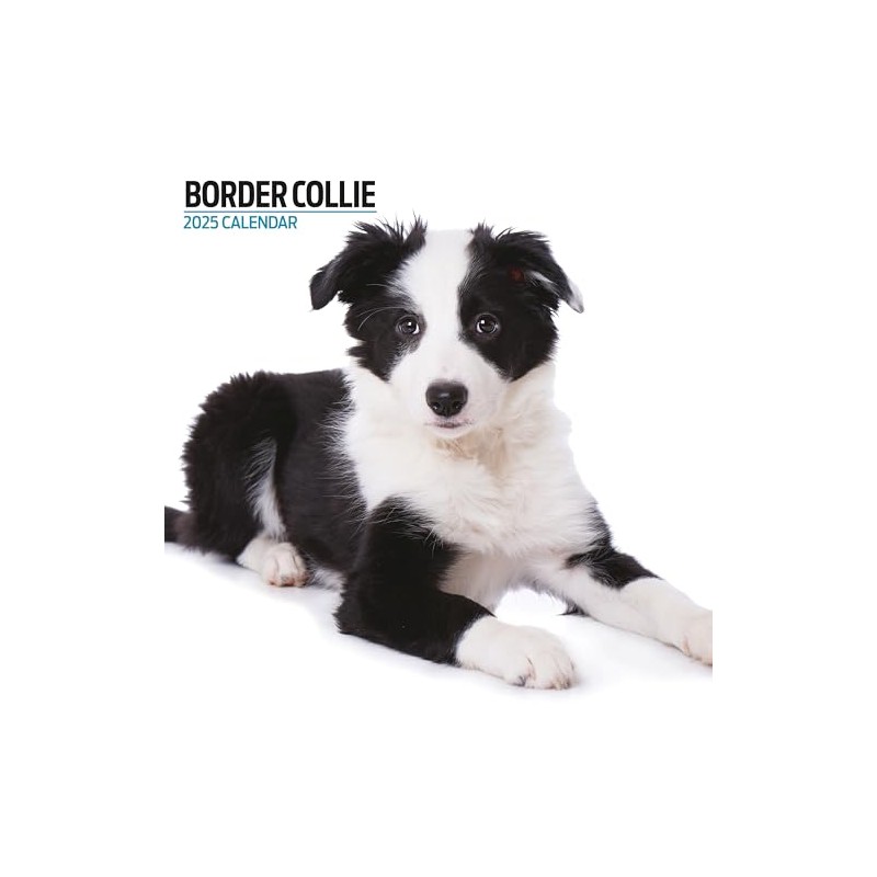Border Collie Calendar 2025 Modern