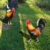 Metal Chicken - Chicken Metal Garden Art,Spring Outdoor Decorations, Set