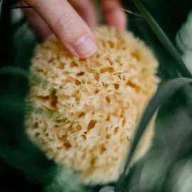 CROLL & DENECKE M130 Naturschwamm aus dem Mittelmeer, Mediumqualität, Größe 13 cm, Natur