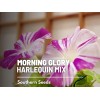 Southern Seeds Morning Glory, Harlequin Mix - 25 Seeds, Heirloom