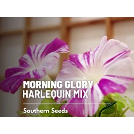 Southern Seeds Morning Glory, Harlequin Mix - 25 Seeds, Heirloom Vining Flower (Ipomea purpurea
