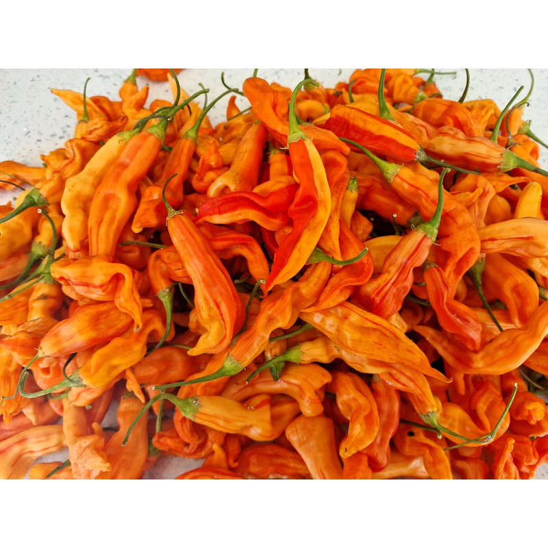 Sugar Rush Peach Stripey Chilli Seeds - Sugar Rush Peach