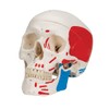 3B Scientific Classic Skull, Painted, 3-Part