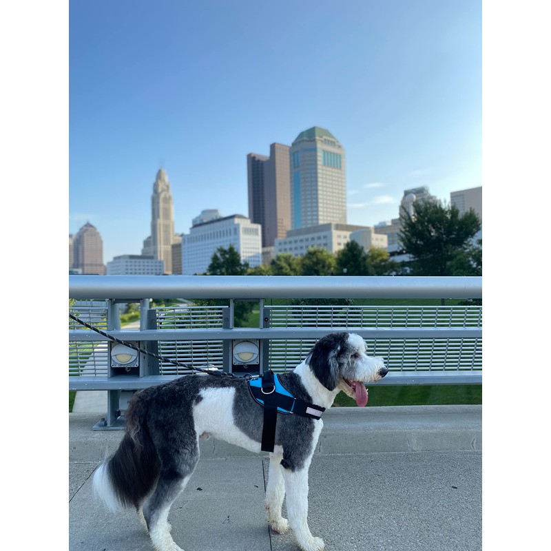 ShawnCo Essential Dog Harness, No-Pull Pet Vest with 3 Leash