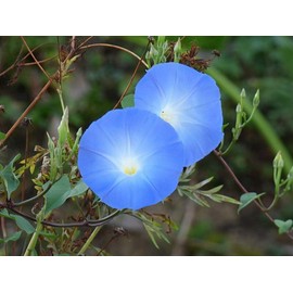 1-2000 PCS Morning Glory Heavenly Blue Seeds Grannyvine Ipomoea Flower Tree 0139 (100+ Seeds)