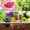 Watermelon Seeds - Peacock Improved - 3 g Packet ~40