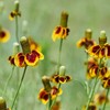 Outsidepride Mexican Hat - 10000 Seeds