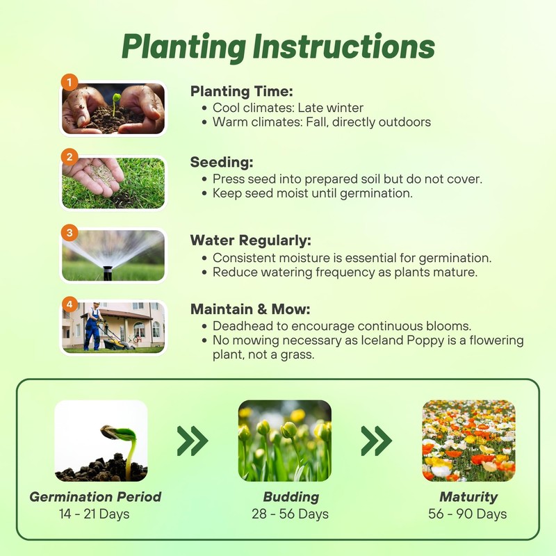 Outsidepride Iceland Poppy Seeds for Planting Outdoors - 5000 Pcs.