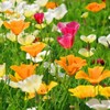4100+ Mixed California Poppy Seeds for Planting, Non-GMO Native Heirloom,