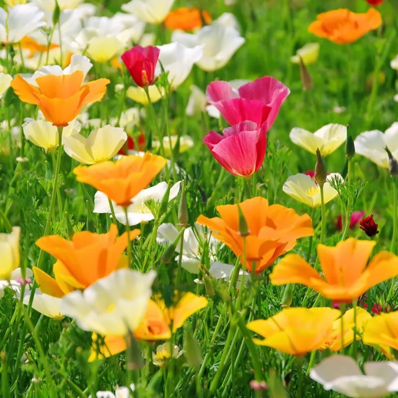 4100+ Mixed California Poppy Seeds for Planting, Non-GMO Native Heirloom,