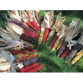 225 Iowa Indian Corn-Ornamental Seeds High Yeild Colorful Large Ears
