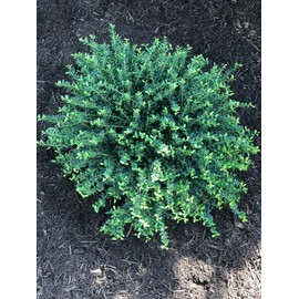 Helleri Holly Shrub | 3 Live Plants I Ilex Cornutal | Compact Evergreen Ideal for Low Borders, Formal Gardens and Ornamental Plantings, Dense, Small Leaves for Refined Look