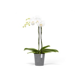Brussels Ecopots Pot 14 cm Diameter 16 cm Height Made of Recycled Plastic for Orchids Frost and UV Resistant