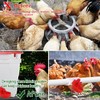 12 Pcs Horizontal Chicken Waterer Nipples with Cups, Leak Proof