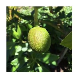 2 HASS Avocado Seeds, Farm Fresh, Ready to Grow | Grown in USA |