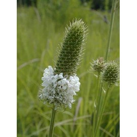 7500 White Prairie Clover seedsfor Planting 14 Grams of Seeds Dalea Candida USA Harvested Native Pollinator bee Butterfly