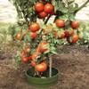 De-Plastik Aquaring Set of 10 | Diameter 20 cm |