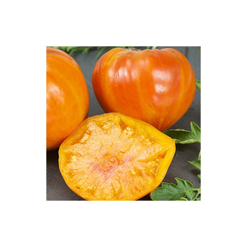 Patty's Striped Beefsteak Tomato Seeds - 300 Mg Packet ~65